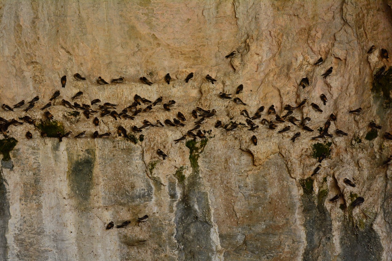 Petrochelidon fulva Petrochelidon fulva
